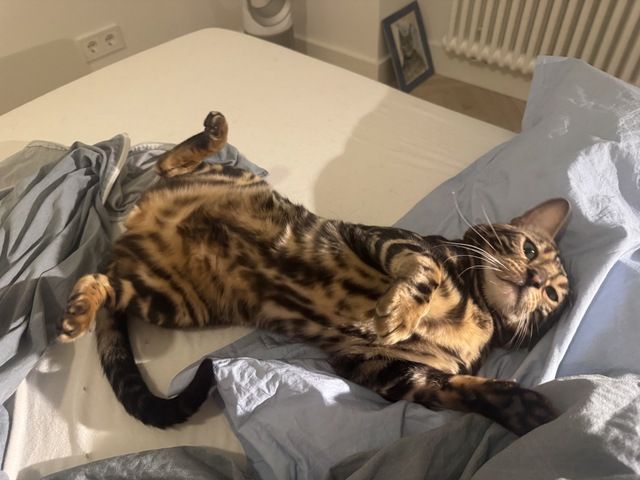 kastrierter Kater aus Zucht, 2 Jahre (Bengale - Marbel) mit Stammbaum und Papieren - Bengal Katze