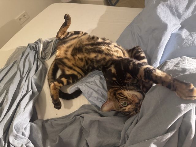 kastrierter Kater aus Zucht, 2 Jahre (Bengale - Marbel) mit Stammbaum und Papieren - Bengal Katze