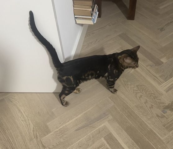 kastrierter Kater aus Zucht, 2 Jahre (Bengale - Marbel) mit Stammbaum und Papieren - Bengal Katze