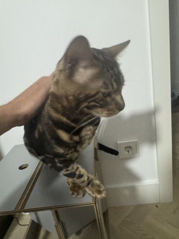 kastrierter Kater aus Zucht, 2 Jahre (Bengale - Marbel) mit Stammbaum und Papieren - Bengal Katze