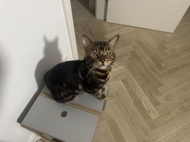 kastrierter Kater aus Zucht, 2 Jahre (Bengale - Marbel) mit Stammbaum und Papieren - Bengal Katze
