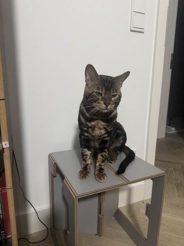 kastrierter Kater aus Zucht, 2 Jahre (Bengale - Marbel) mit Stammbaum und Papieren - Bengal Katze