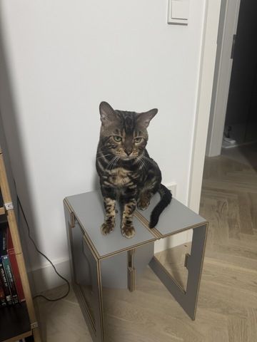 kastrierter Kater aus Zucht, 2 Jahre (Bengale - Marbel) mit Stammbaum und Papieren - Bengal Katze