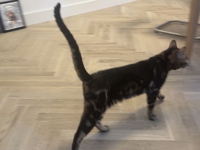 kastrierter Kater aus Zucht, 2 Jahre (Bengale - Marbel) mit Stammbaum und Papieren - Bengal Katze