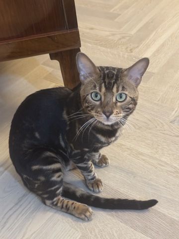 kastrierter Kater aus Zucht, 2 Jahre (Bengale - Marbel) mit Stammbaum und Papieren - Bengal Katze
