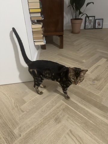 kastrierter Kater aus Zucht, 2 Jahre (Bengale - Marbel) mit Stammbaum und Papieren - Bengal Katze