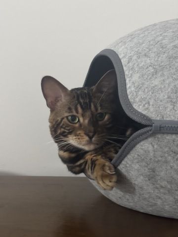kastrierter Kater aus Zucht, 2 Jahre (Bengale - Marbel) mit Stammbaum und Papieren - Bengal Katze
