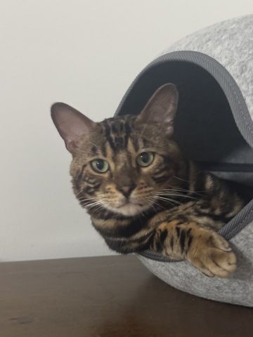 kastrierter Kater aus Zucht, 2 Jahre (Bengale - Marbel) mit Stammbaum und Papieren - Bengal Katze