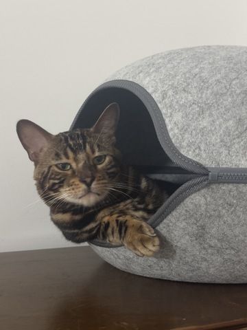 kastrierter Kater aus Zucht, 2 Jahre (Bengale - Marbel) mit Stammbaum und Papieren - Bengal Katze