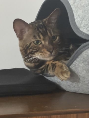 kastrierter Kater aus Zucht, 2 Jahre (Bengale - Marbel) mit Stammbaum und Papieren - Bengal Katze