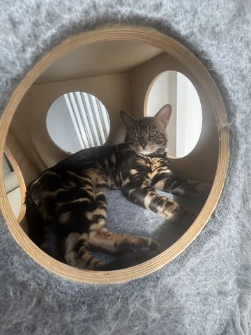 kastrierter Kater aus Zucht, 2 Jahre (Bengale - Marbel) mit Stammbaum und Papieren - Bengal Katze