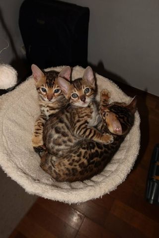 Bengal Kitten