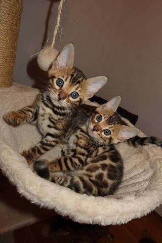 Bengal Kitten