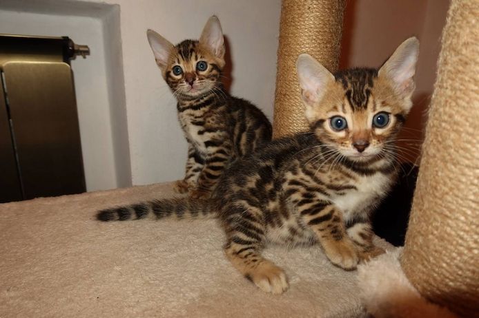 Bengal Kitten