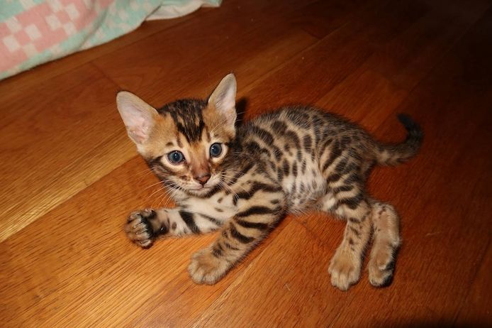 Bengal Kitten