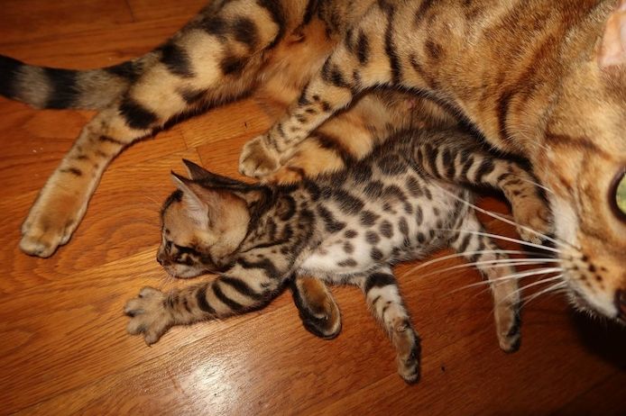 Bengal Kitten