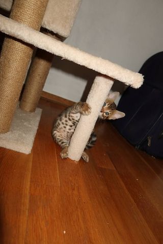Bengal Kitten