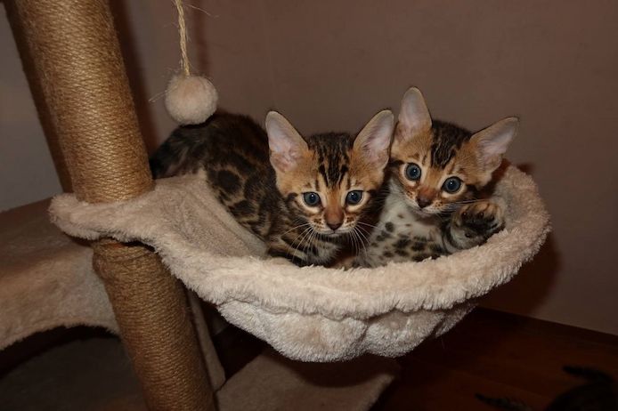 Bengal Kitten