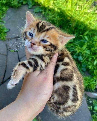 Bengalkatzen