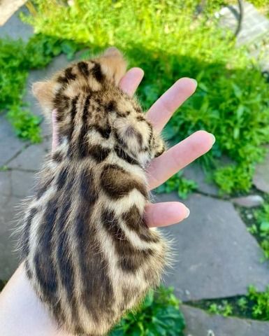 Bengalkatzen