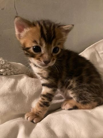 Gesunder Bengal-Wurf
