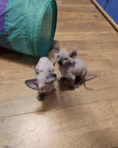 Sphynx-Kätzchen