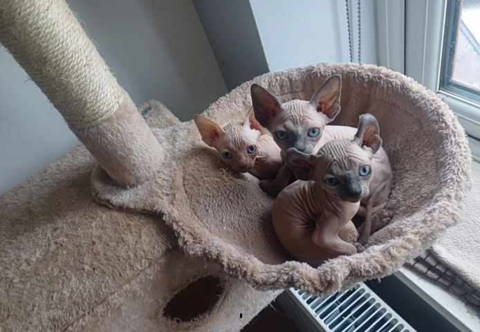 Sphynx-Kätzchen verfügbar