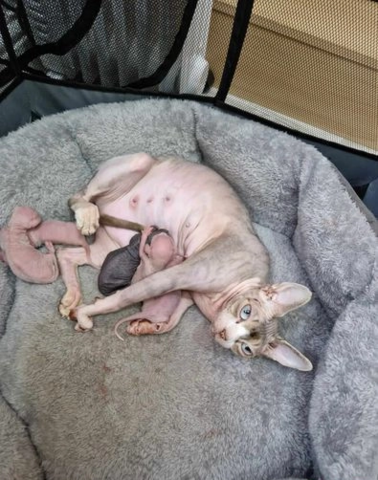 Sphynx-Kätzchen-Wurf