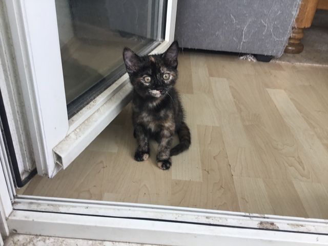 Hauskatzen abzugeben