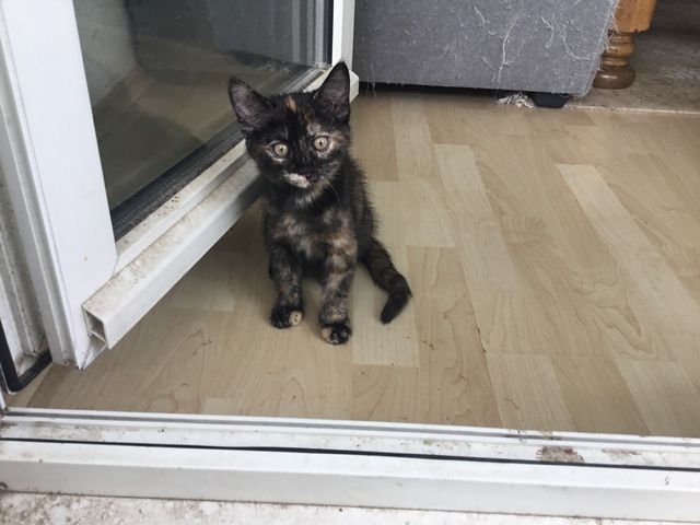Hauskatzen abzugeben