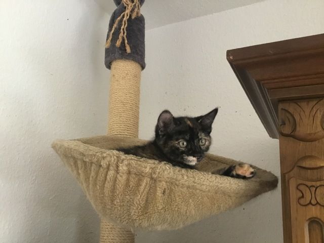 Hauskatzen abzugeben
