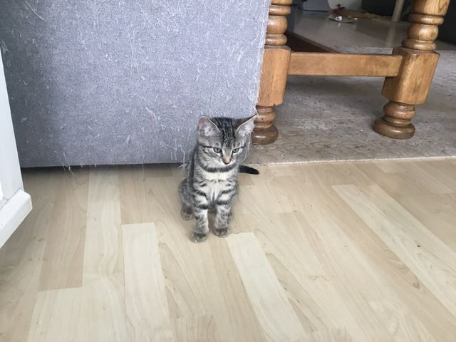 Hauskatzen abzugeben
