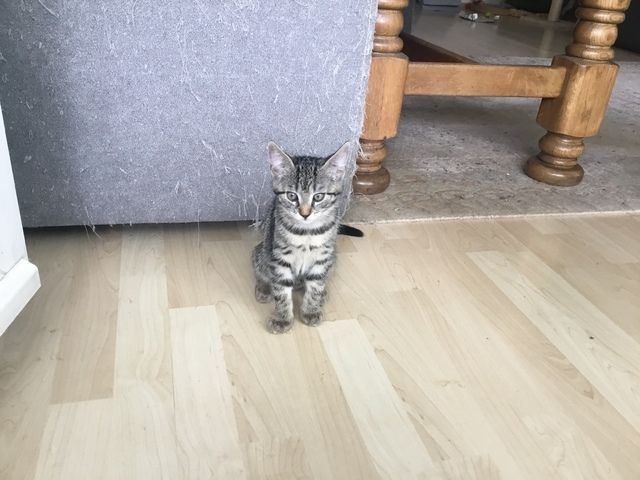 Hauskatzen abzugeben