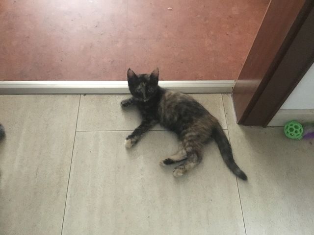 Hauskatzen abzugeben