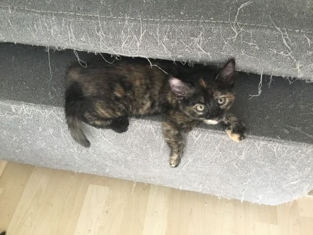 Hauskatzen abzugeben
