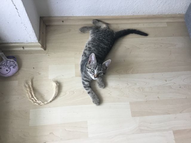 Hauskatzen abzugeben