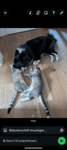 Kitten Babykatzen Katerchen Main Coon Mix inklusive Zubehör