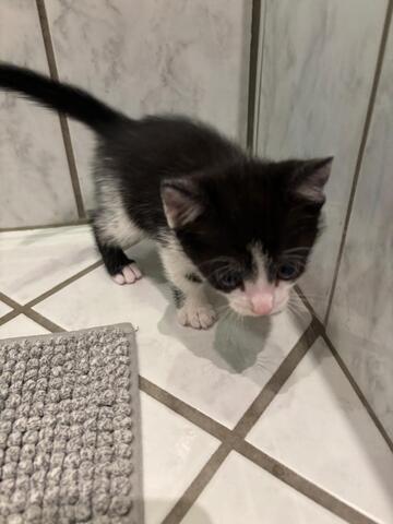Katzen abzugeben