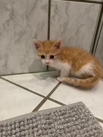 Katzen abzugeben
