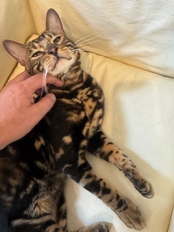 2 Jahre alter, kastrierter Kater (reinrassiger Bengale - Marbel) mit Stammbaum und Papieren