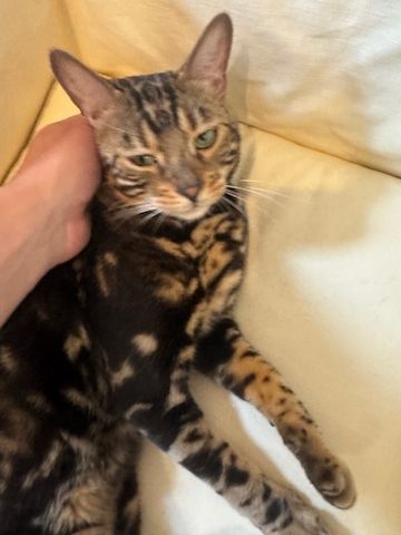 2 Jahre alter, kastrierter Kater (reinrassiger Bengale - Marbel) mit Stammbaum und Papieren