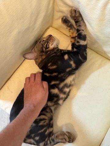 2 Jahre alter, kastrierter Kater (reinrassiger Bengale - Marbel) mit Stammbaum und Papieren