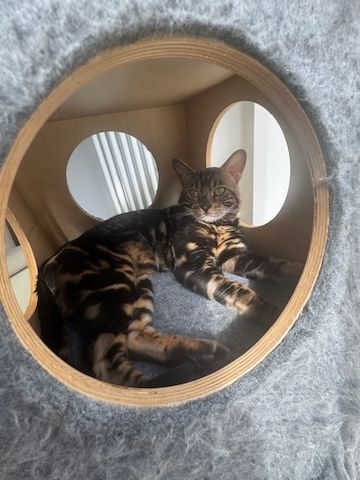 2 Jahre alter, kastrierter Kater (reinrassiger Bengale - Marbel) mit Stammbaum und Papieren