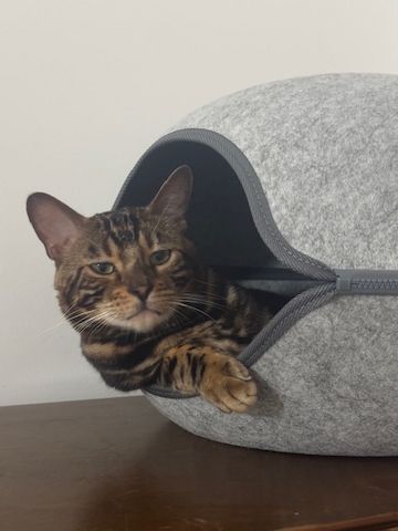 2 Jahre alter, kastrierter Kater (reinrassiger Bengale - Marbel) mit Stammbaum und Papieren