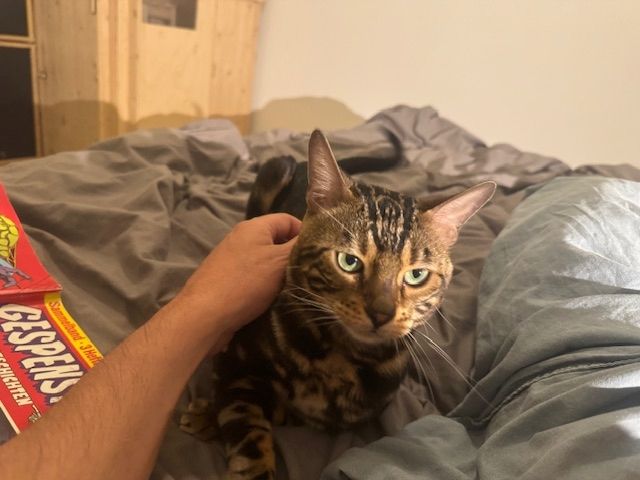 2 Jahre alter, kastrierter Kater (reinrassiger Bengale - Marbel) mit Stammbaum und Papieren