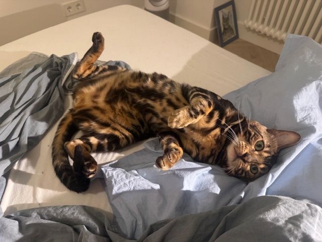2 Jahre alter, kastrierter Kater (reinrassiger Bengale - Marbel) mit Stammbaum und Papieren