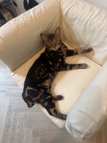 2 Jahre alter, kastrierter Kater (reinrassiger Bengale - Marbel) mit Stammbaum und Papieren