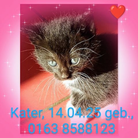 Kitten, Katzenbabys, Hauskatze