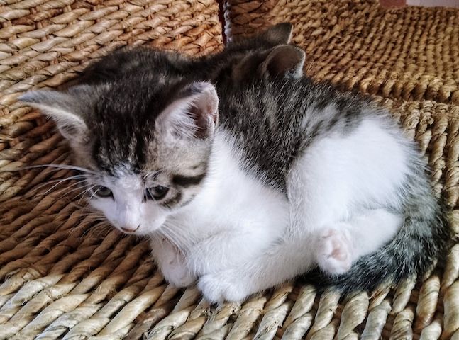 Kitten, Katzenbabys, Hauskatze