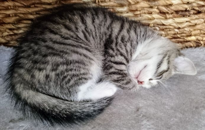 Kitten, Katzenbabys, Hauskatze